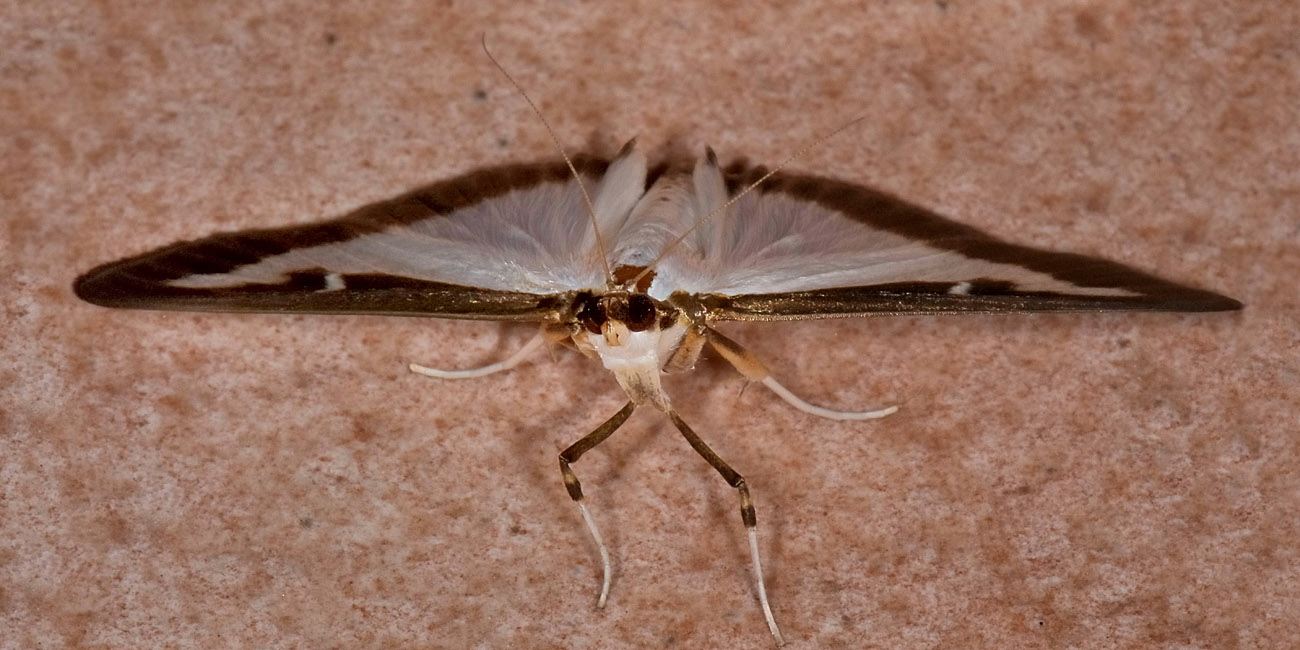 Cydalima perspectalis - Crambidae? S